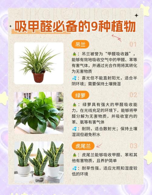 哪些植物可以去除甲醛?赶紧把它带回家