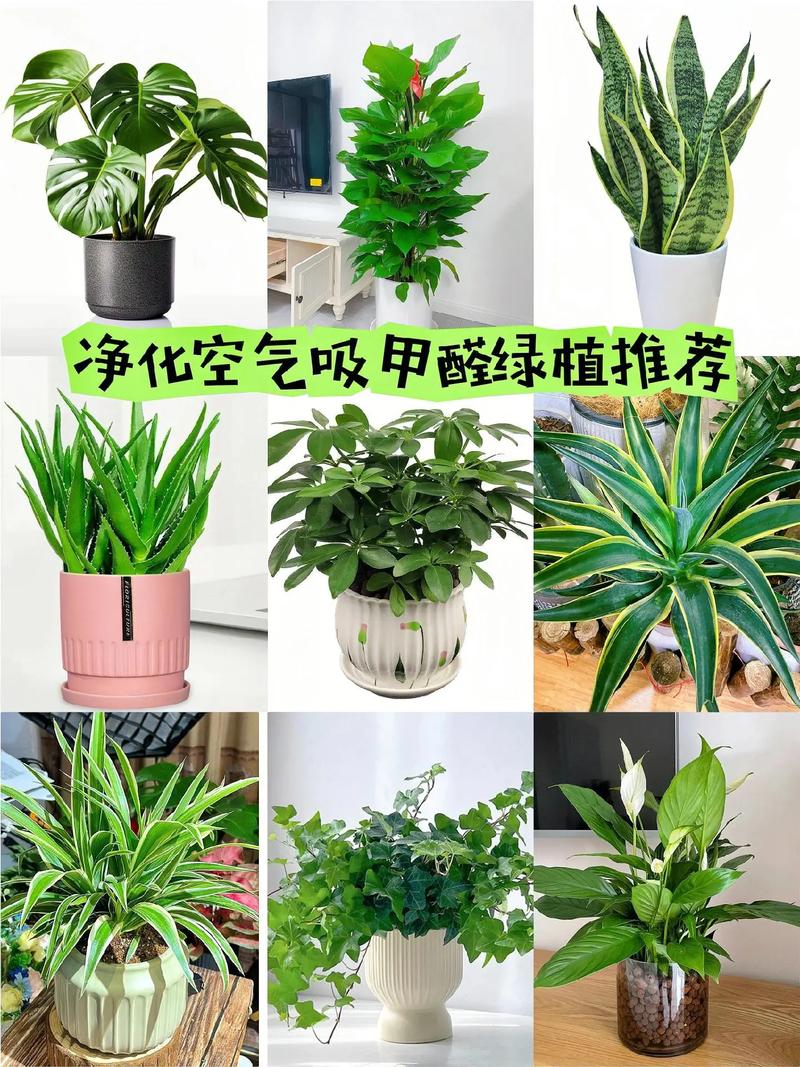 那种植物吸收甲醛效果好